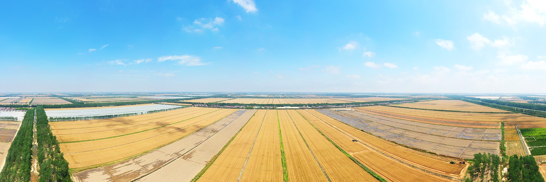 新曹农场小麦亩产创历史最好水平